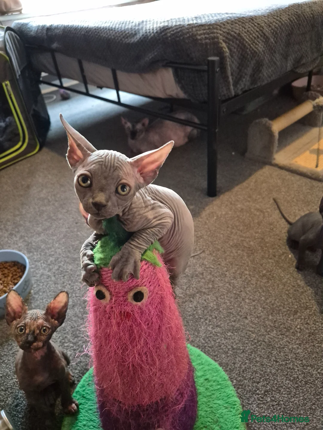 Sphynx cats for sale: Sphynx kittens 5 Tica generation certificate  in Belfast - Advert 2