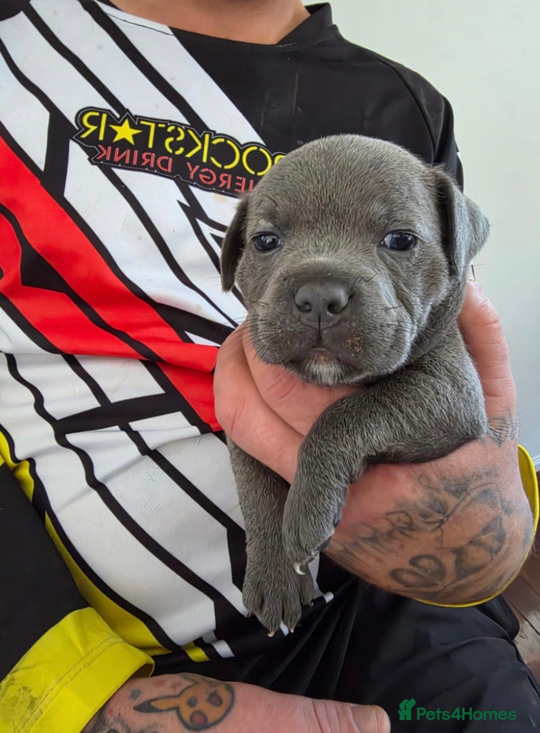 Staffordshire Bull Terrier dogs for sale: Worming Kc Reg %100Pure Staffy Puppies - Advert 12