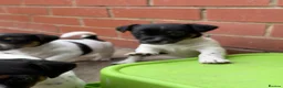 Jack Russell dogs for sale: 3 beautiful Jack Russell girls - Advert 9