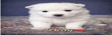 Samoyed Puppy 5* Beny