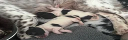 English Springer Spaniel dogs for sale: KC Registered Spring Spaniels - Advert 8