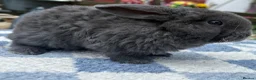 Mini Lop rabbits for sale: Two litter for sale  - Advert 14