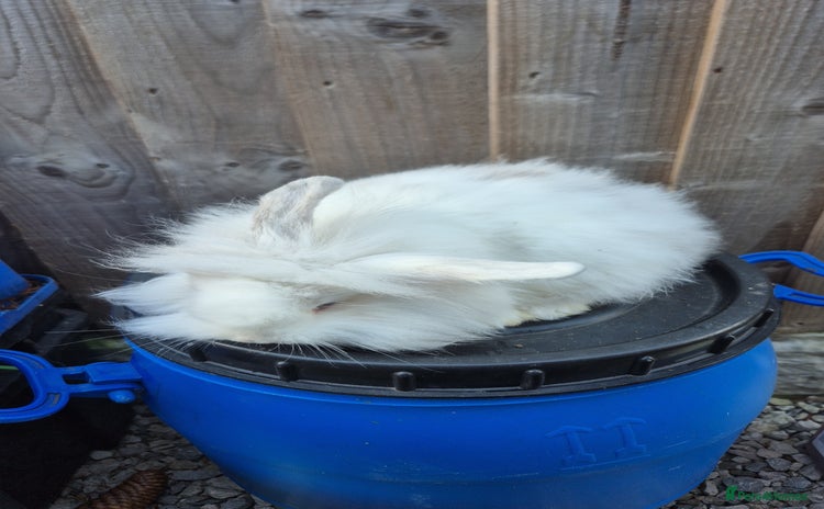 Lionhead rabbits - Advert 1