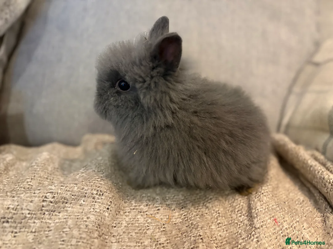 Lionhead rabbits for sale: Double mane lion head baby’s for sale  - Advert 7