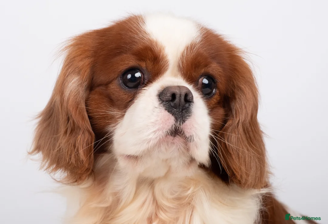 Cavalier King Charles Spaniel dogs for stud: KC REG CHAMPION SERBIAN IMPORT HEALTH TESTED CAVA in Hoddesdon - Advert 3