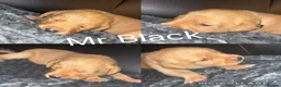Labrador Retriever dogs for sale: Beautiful KC Labrador Puppies - Advert 6