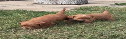Cavapoo dogs for sale: F2 Cavapoo Puppies  in York - Advert 9