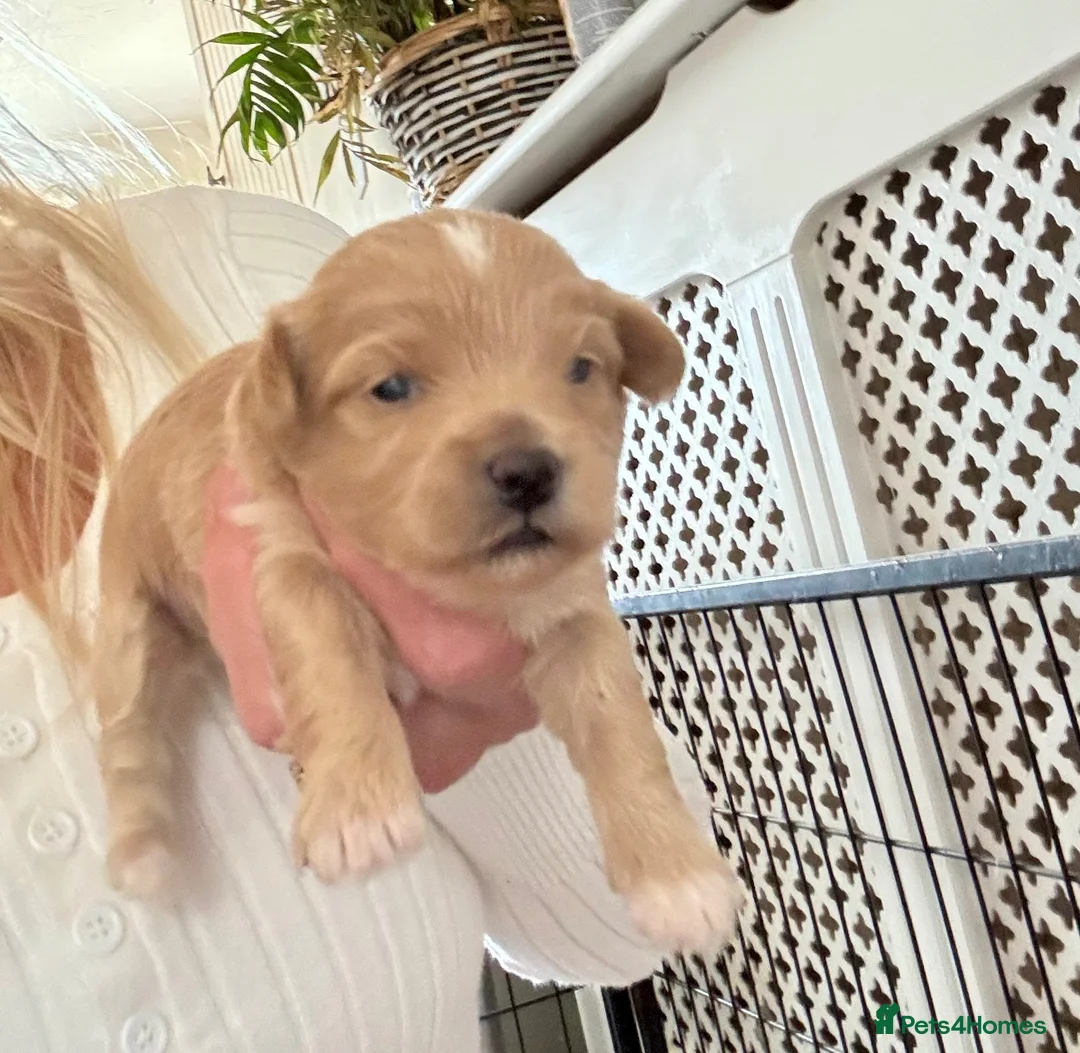 Maltipoo dogs for sale: Maltipoo Pups  - Advert 2