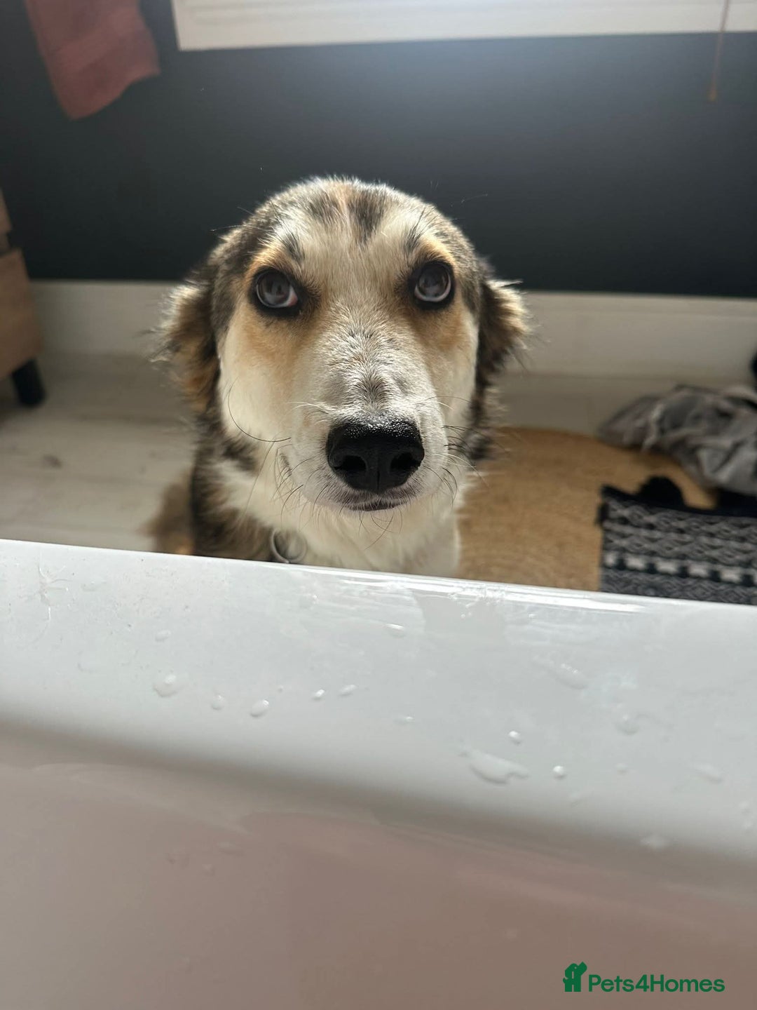 Mixed Breed dogs for adoption: Meet Zeke, currently residing in Hertfordshire  - Image 6