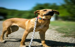 Mixed Breed dogs for adoption: 💖🐶 NIXIE 🐶💖 - Image 14