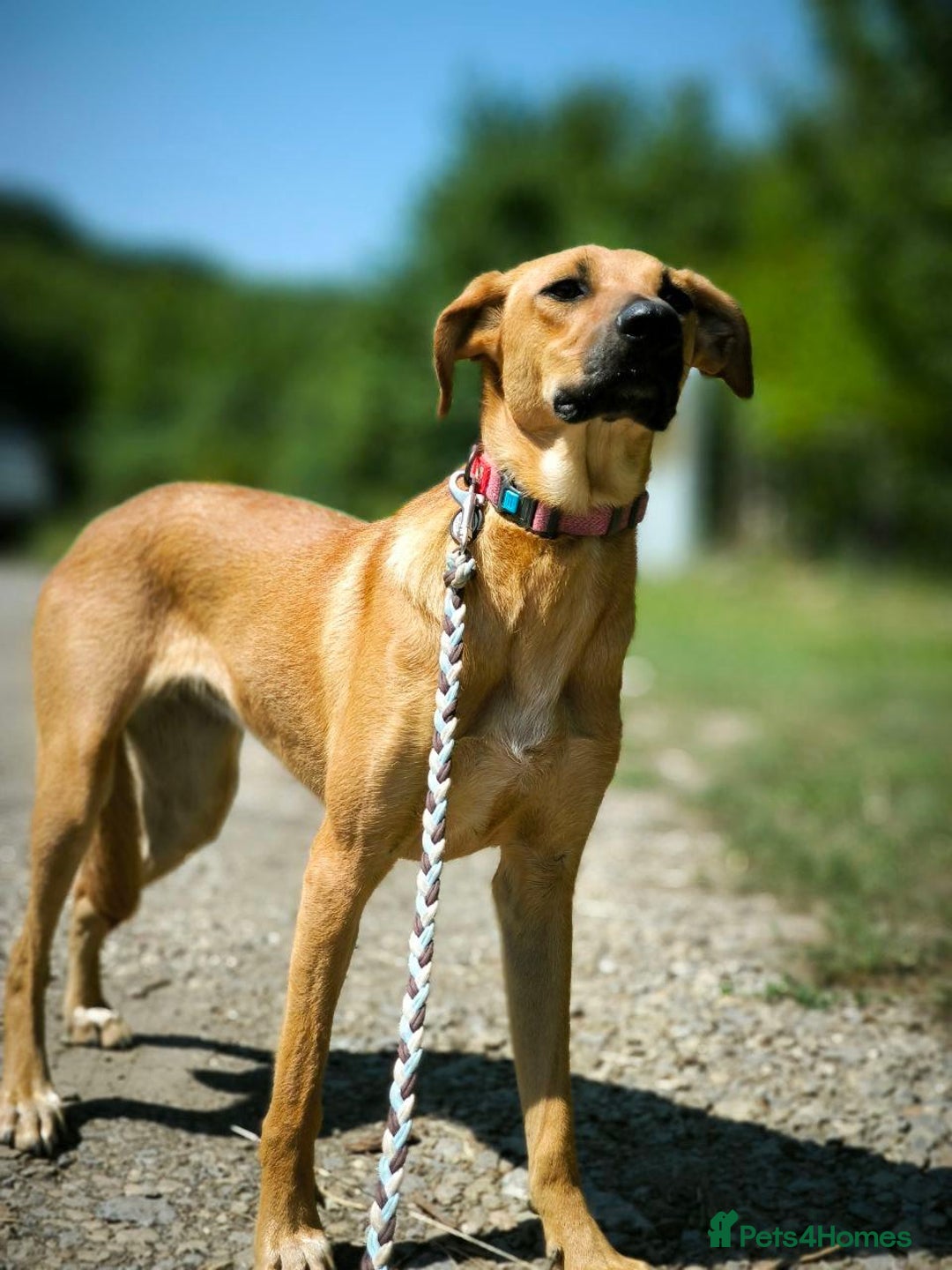 Mixed Breed dogs for adoption: 💖🐶 NIXIE 🐶💖 - Image 14
