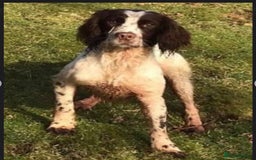 English Springer Spaniel dogs for sale: Oustanding DNA KC working Springer Spaniel pups - Image 4