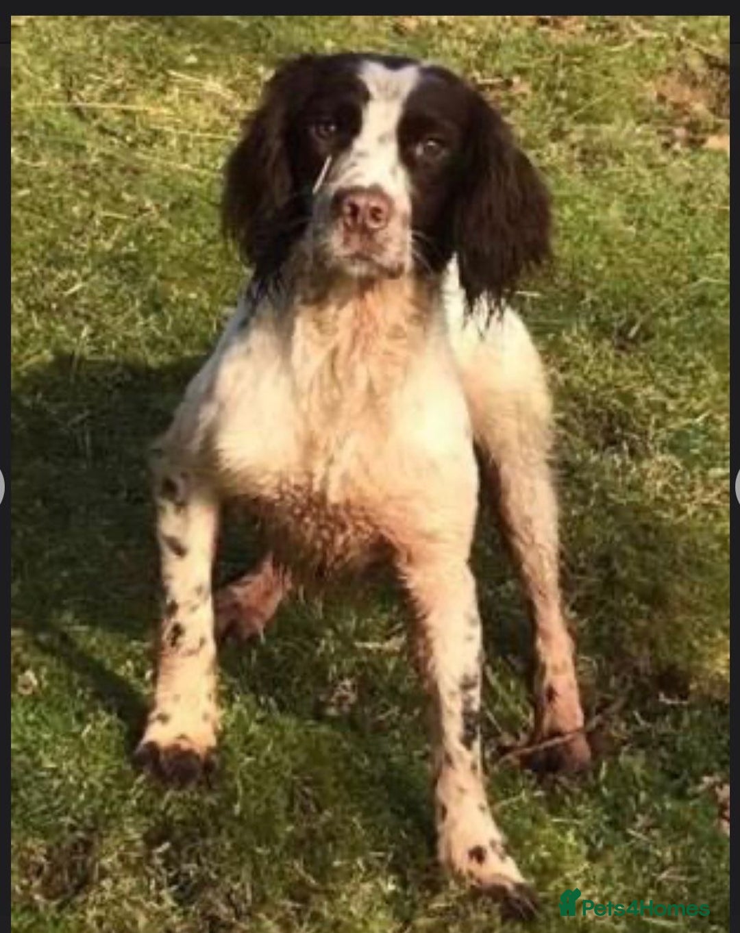 English Springer Spaniel dogs for sale: Oustanding DNA KC working Springer Spaniel pups - Image 4