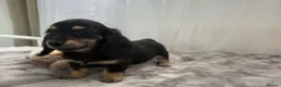 Miniature Dachshund dogs for sale: Beautiful long coat puppies ready now - Advert 8