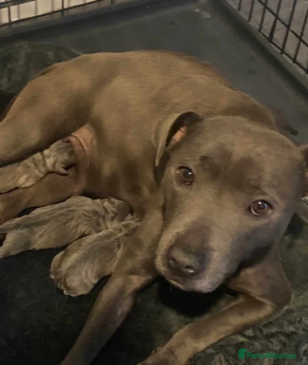 Staffordshire Bull Terrier dogs for sale: Staffy puppys - Advert 4