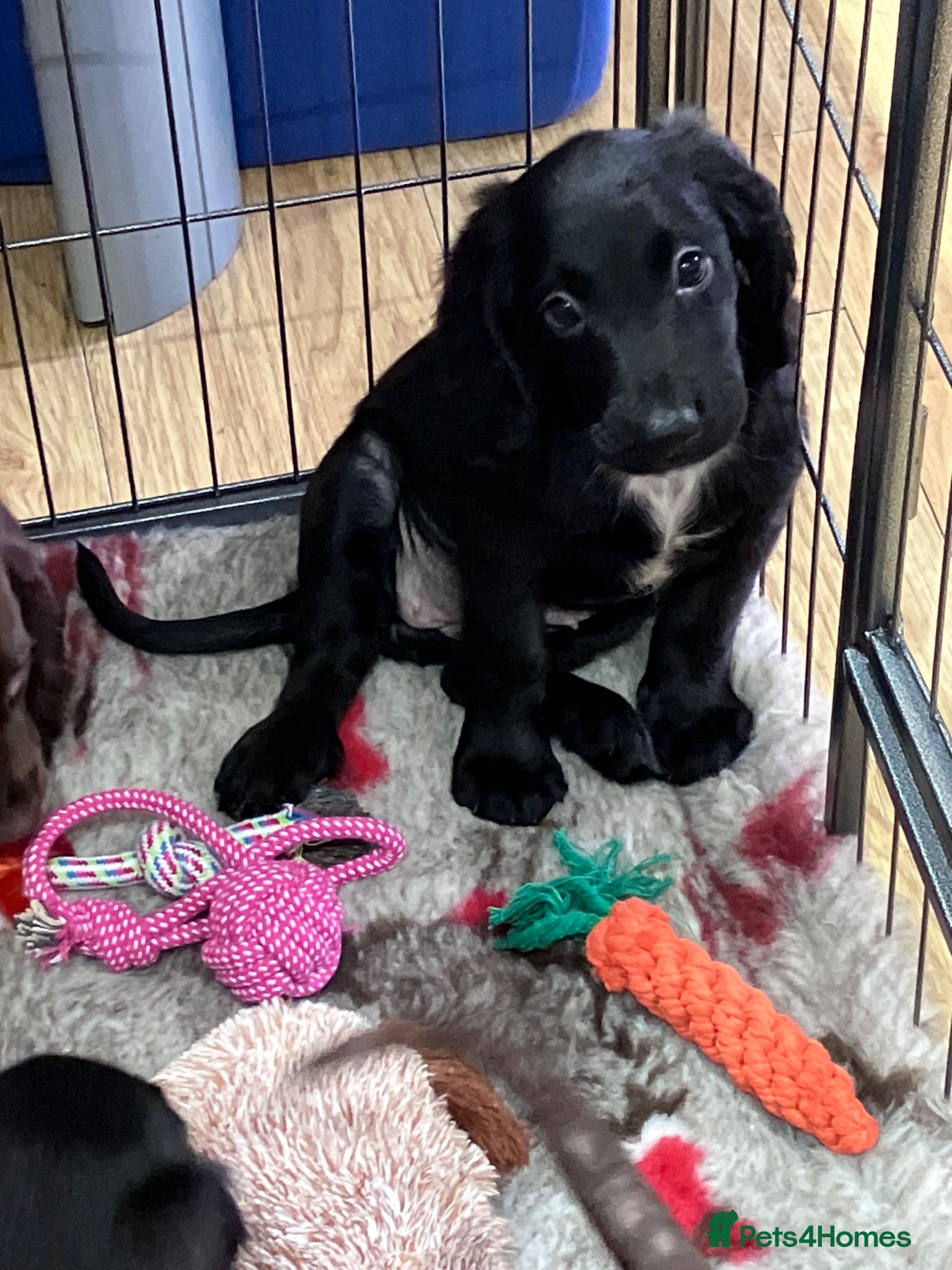 Cocker Spaniel dogs KC Reg Working Cocker Spaniel Pups  - Advert 1