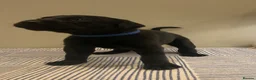 Labrador Retriever dogs for sale: Stunning KC Registered Working Labrador Puppies   in Daventry - Advert 7