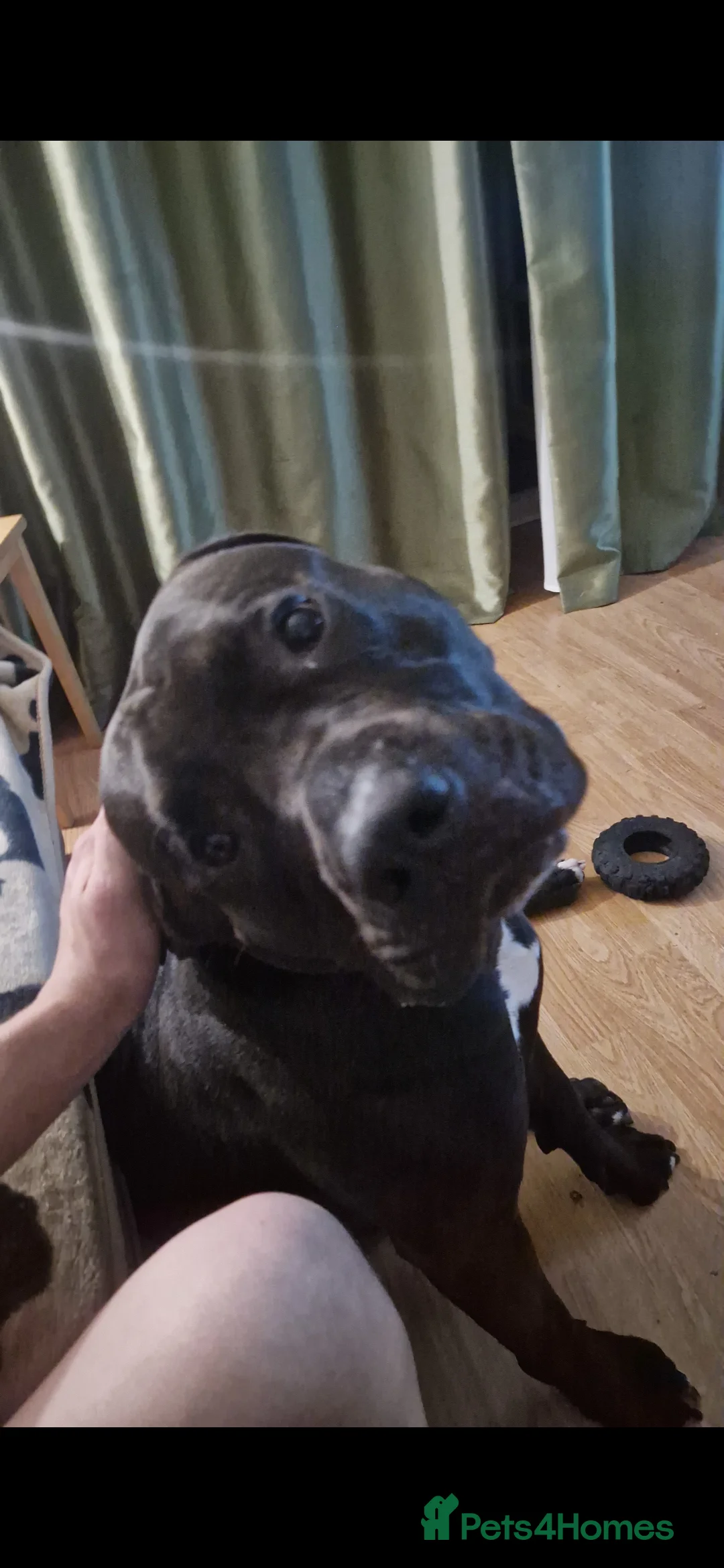 Presa Canario dogs for sale: Presa Canario, 2y3m – Big soft lad, cuddle monster - Advert 4