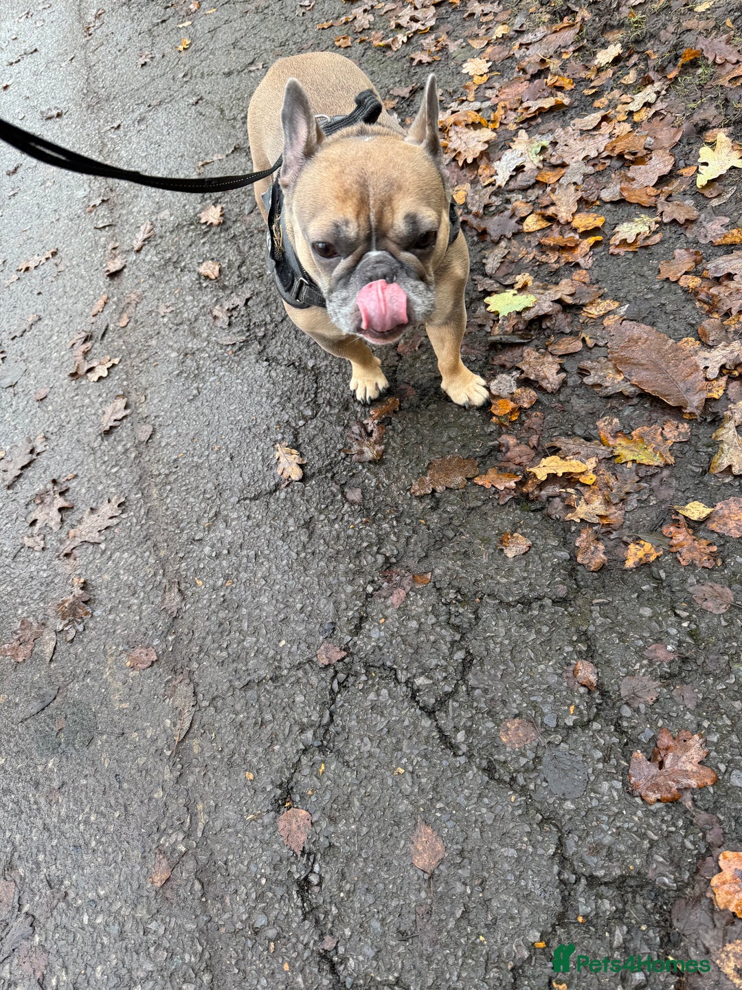 French Bulldog dogs for sale: Female French bulldog - Advert 4