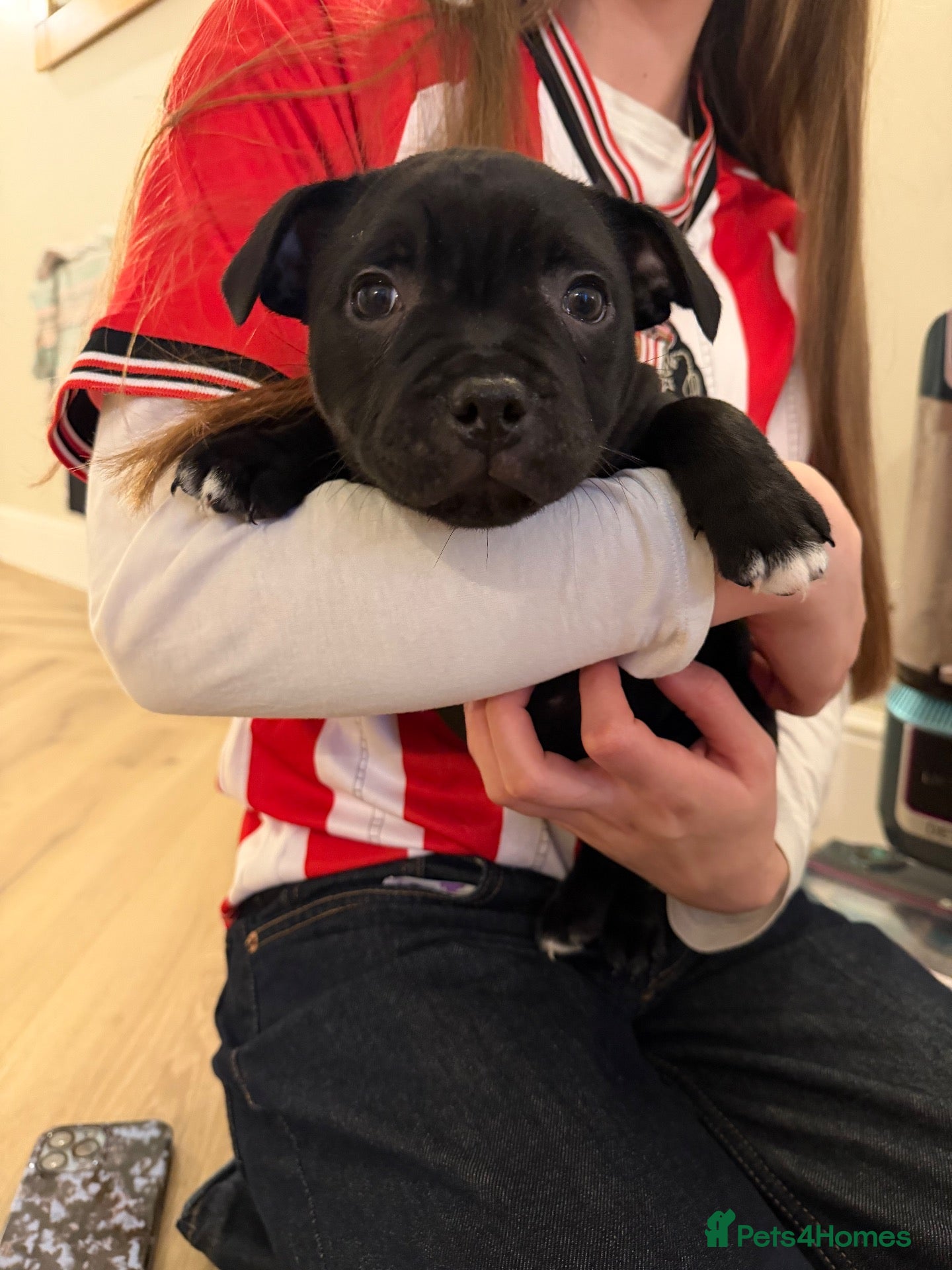 Staffordshire Bull Terrier dogs for sale: 🐾 Beautiful KC registered puppies 🐾 - Advert 2