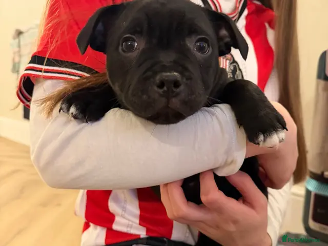Staffordshire Bull Terrier dogs for sale: 🐾 Beautiful KC registered puppies 🐾 - Advert 2