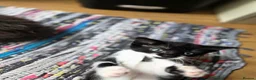 Mixed Breed cats for sale: Gorgeous little kittens - Advert 2