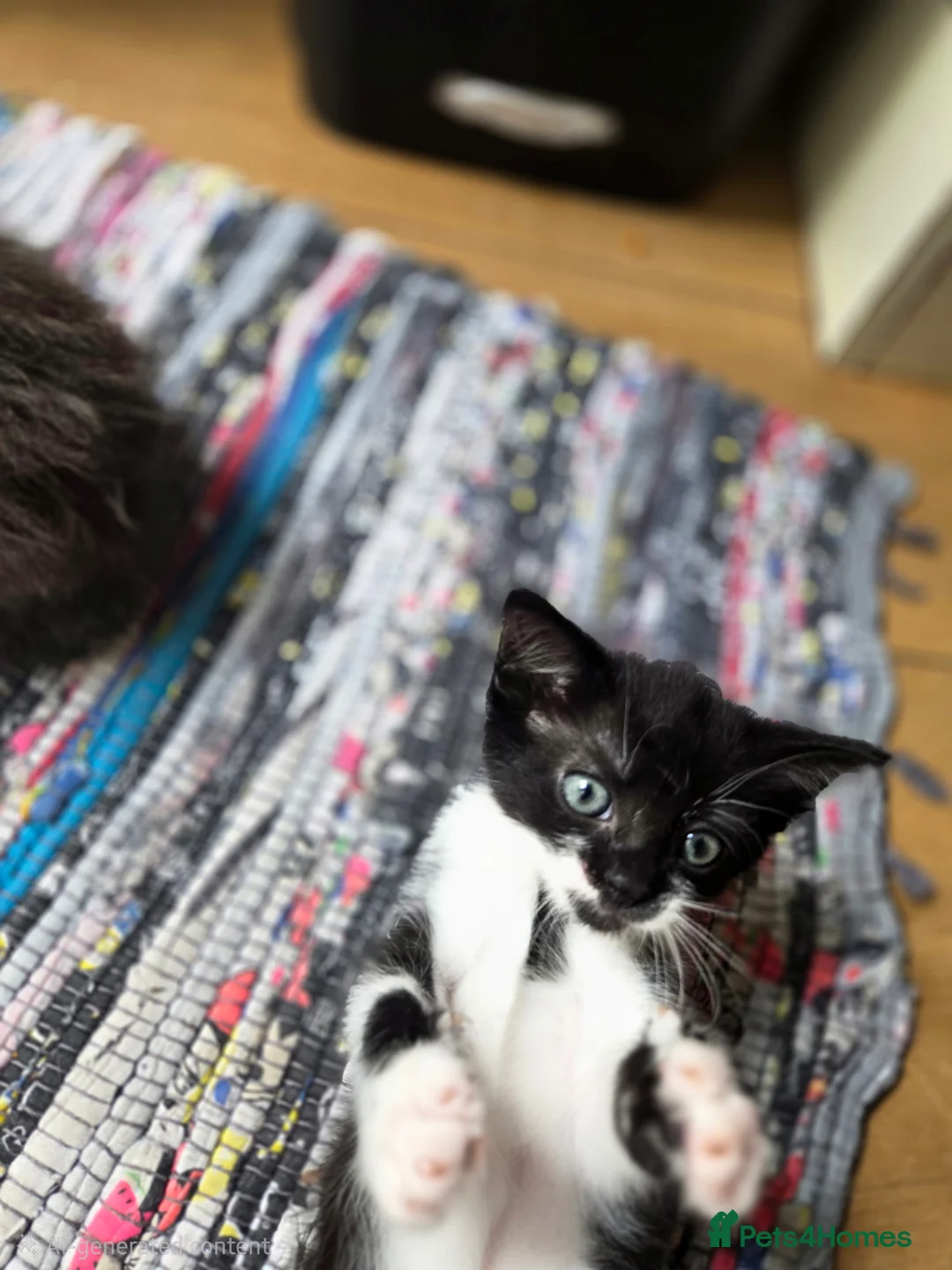 Mixed Breed cats for sale: Gorgeous little kittens - Advert 2