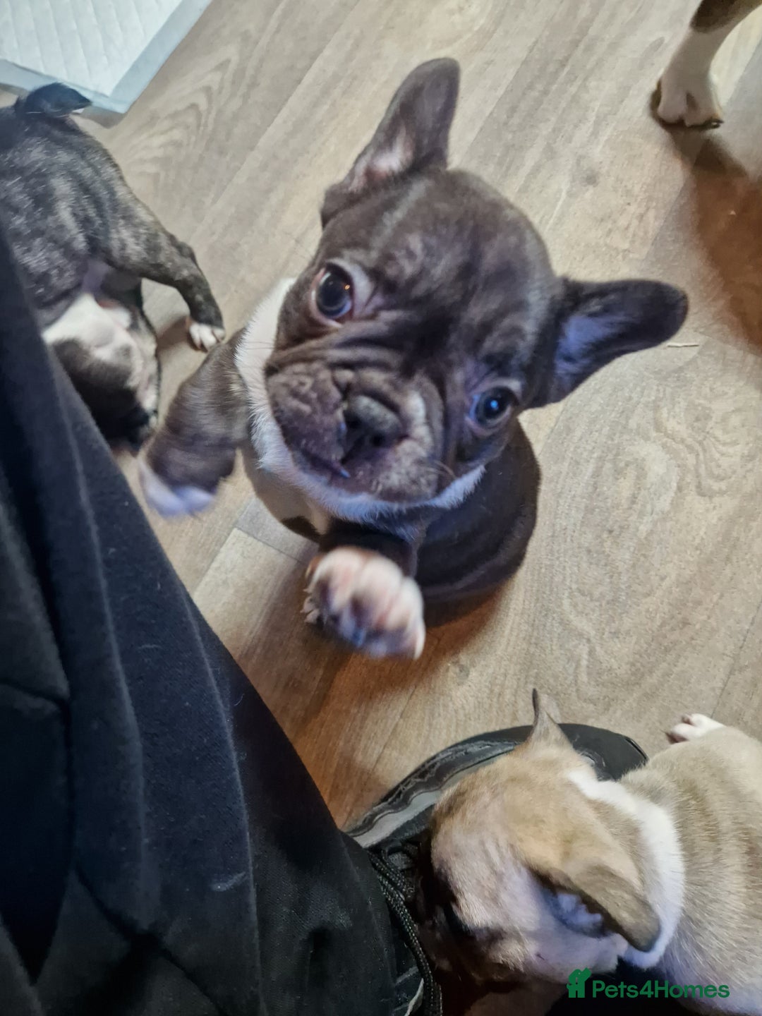 French Bulldog dogs for sale: Kc registered frenchbulldog puppies  - Advert 13