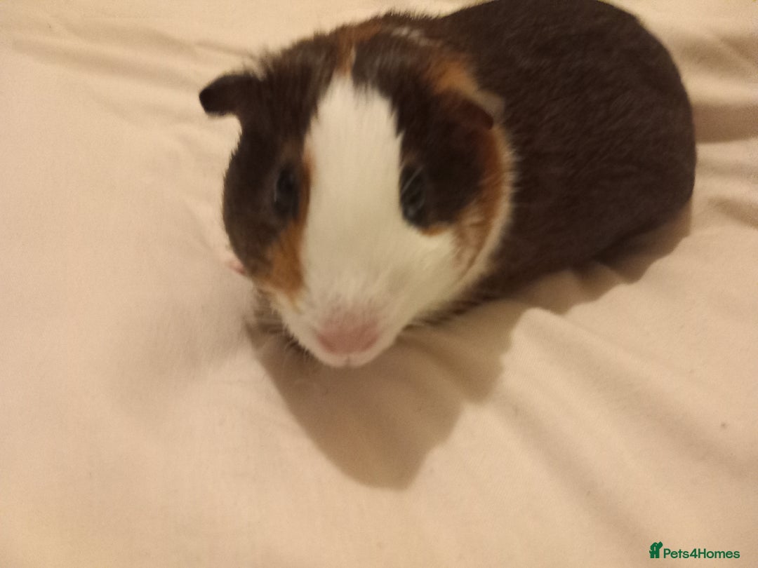 Guinea Pig rodents for sale: 2 guinea pigs with cage and accessories  - Advert 6