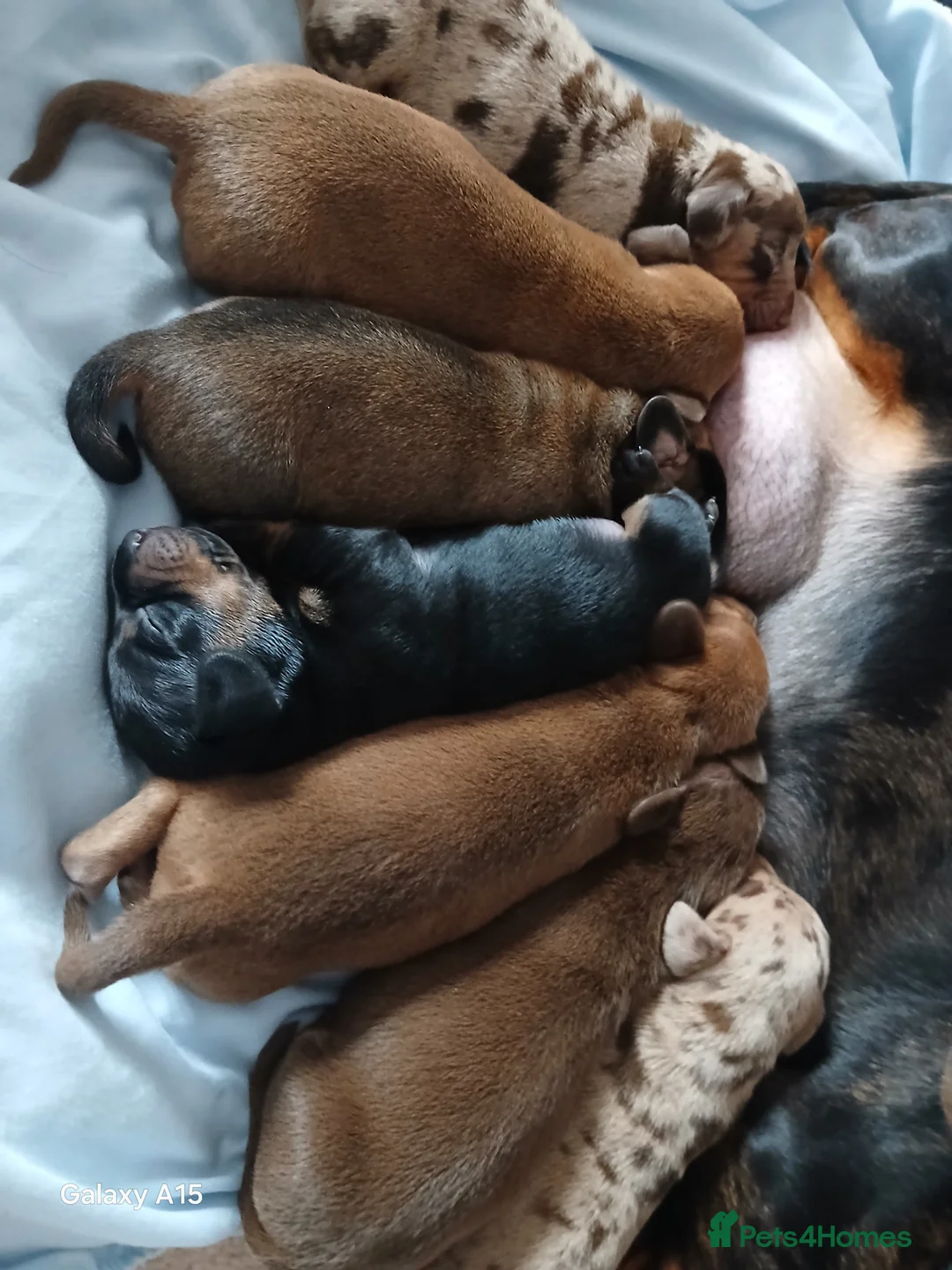 Miniature Dachshund dogs for sale: Miniature dachshunds  - Advert 12