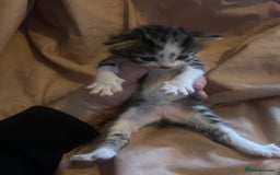 Mixed Breed cats for sale: Kittens for sale  - Image 1
