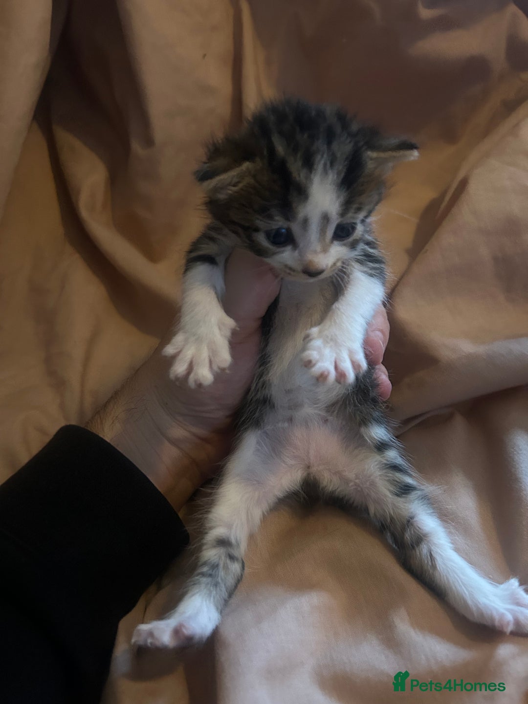 Mixed Breed cats for sale: Kittens for sale  - Image 1