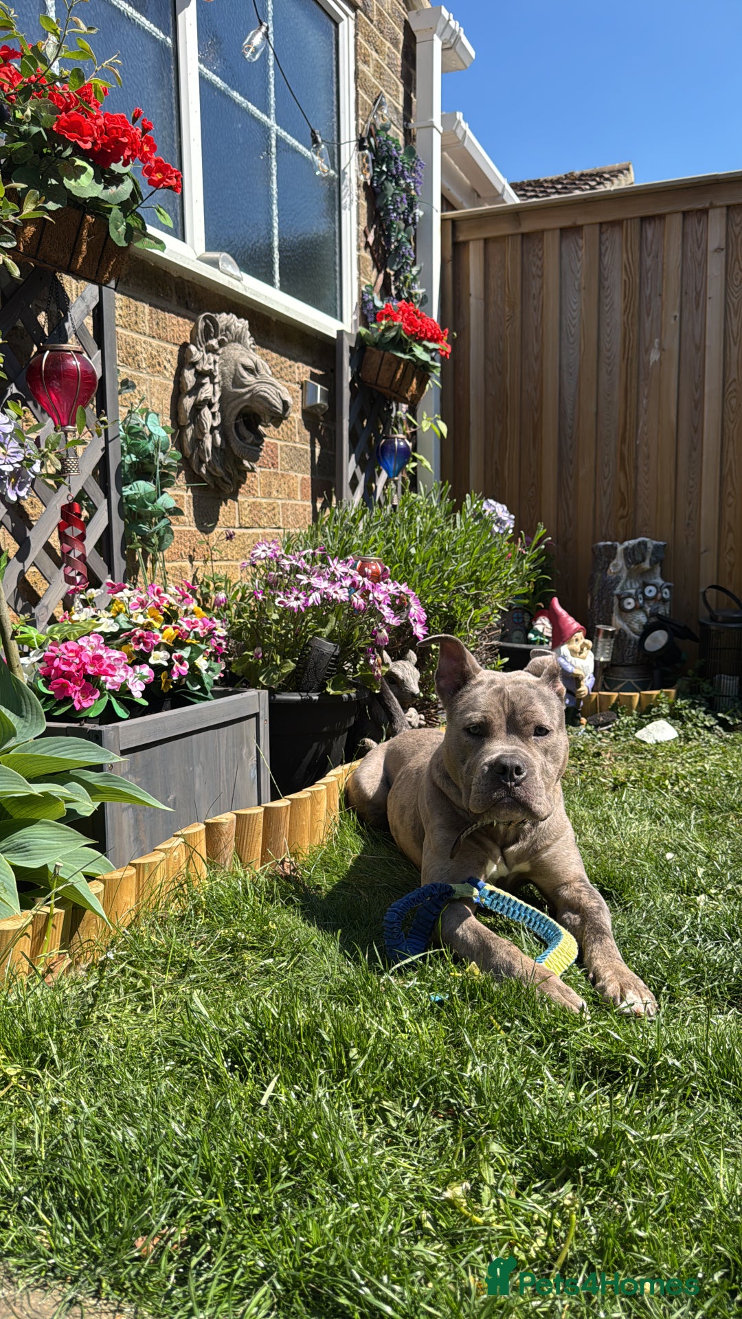 Dorset Olde Tyme Bulldogge dogs for sale: Gorgeous male looking for new home  - Advert 4
