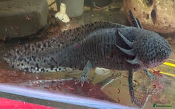 Other/Mixed Breed fish for sale: 3 x male Axolotl available. Wild / Dalmatian  - Image 1