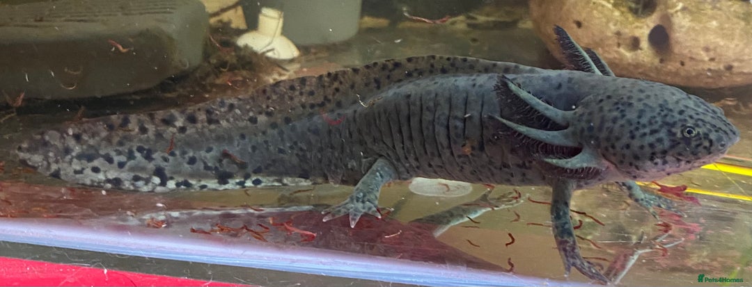 Other/Mixed Breed fish for sale: 3 x male Axolotl available. Wild / Dalmatian  - Image 1