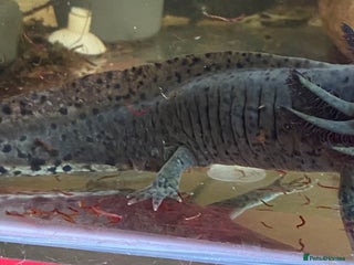 Other/Mixed Breed fish - Advert 4