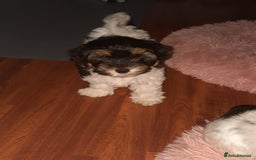 Lhasa Apso dogs for sale: 💜 REDUCED 💜 5* Kyi-Leos (Lhasa Apso/Maltese)   - Image 25