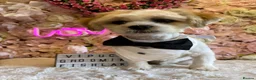 Lhasa Apso dogs for adoption: Kenzo  - Advert 1