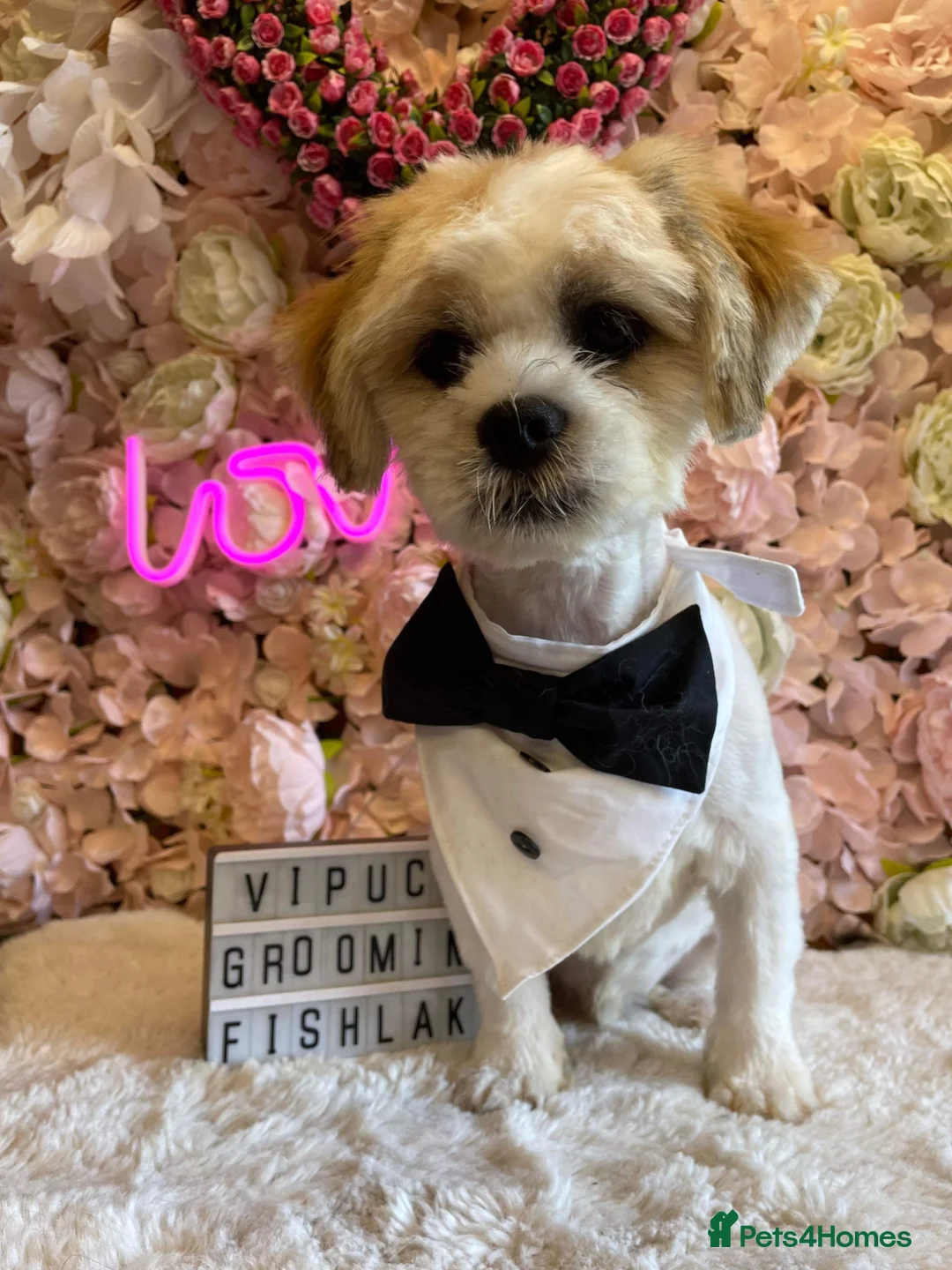 Lhasa Apso dogs for adoption: Kenzo  - Advert 1