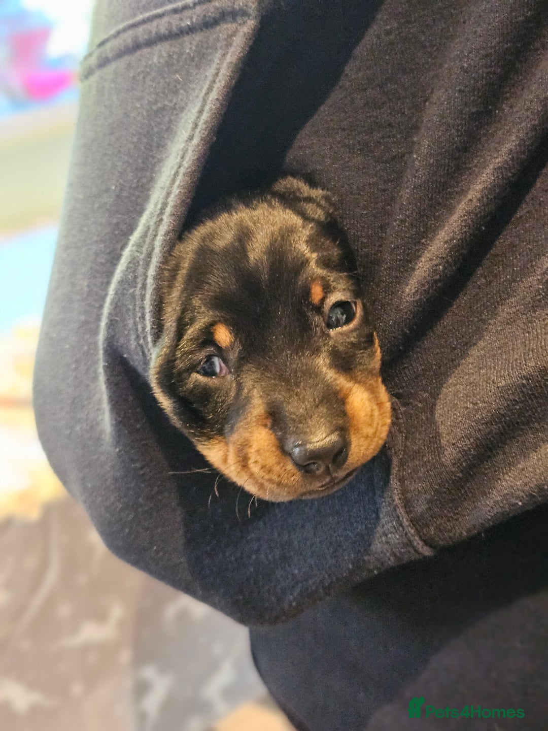 Miniature Dachshund dogs for sale: 4 male miniature dashund  - Advert 3