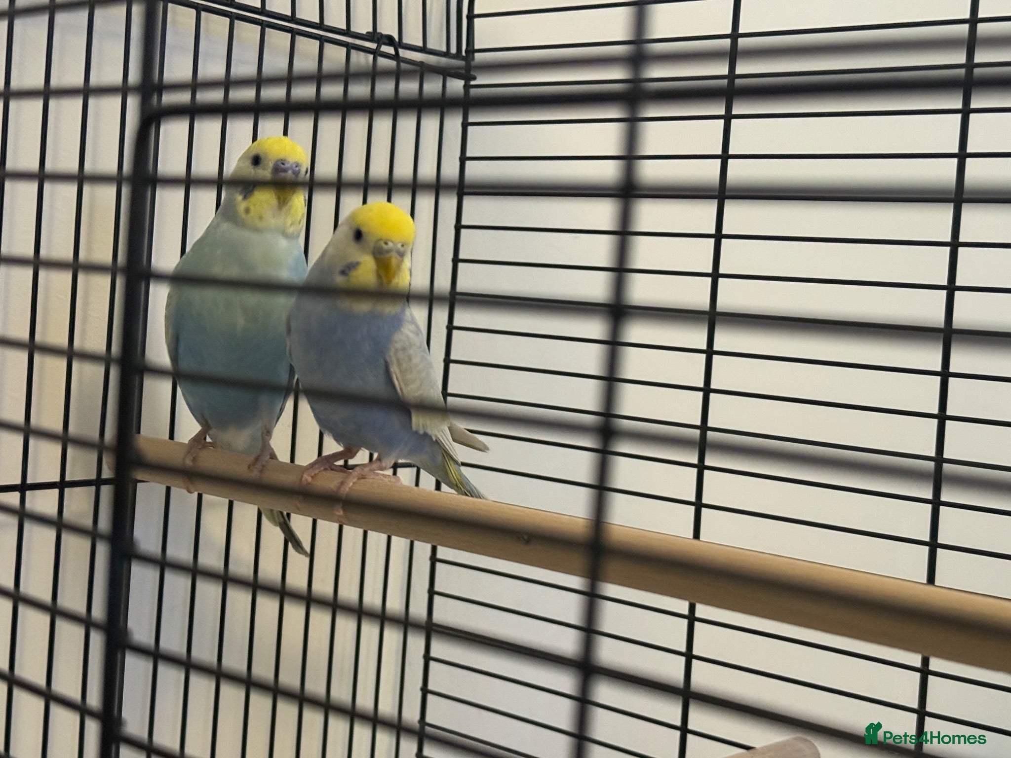 Budgerigars birds Rainbow budgies for sale  - Advert 1