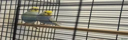 Budgerigars birds for sale: Rainbow budgies for sale  in Chorley - Advert 1