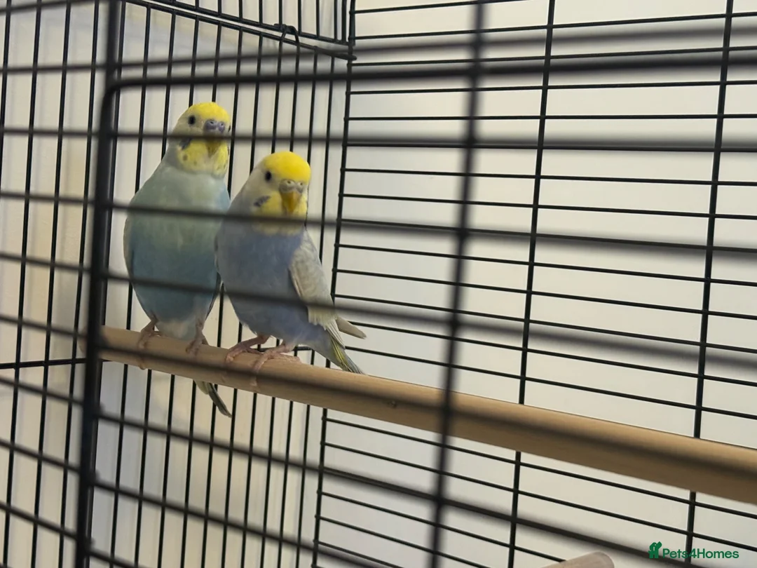 Budgerigars birds for sale: Rainbow budgies for sale  in Chorley - Advert 1