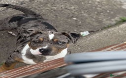 Mixed Breed dogs for sale: Pocket bully x staffy - Image 3