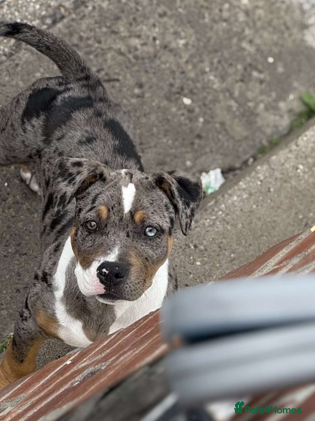 Mixed Breed dogs for sale: Pocket bully x staffy - Image 3