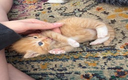 Bengal cats for sale: Beautiful half bengal kittens  - Image 24