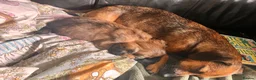 Mixed Breed dogs for sale: Miniature Daschund x 1/8th Border Terrier Puppies in Grantham - Advert 3