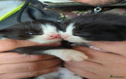 Mixed Breed cats for sale: Kittens - Image 1