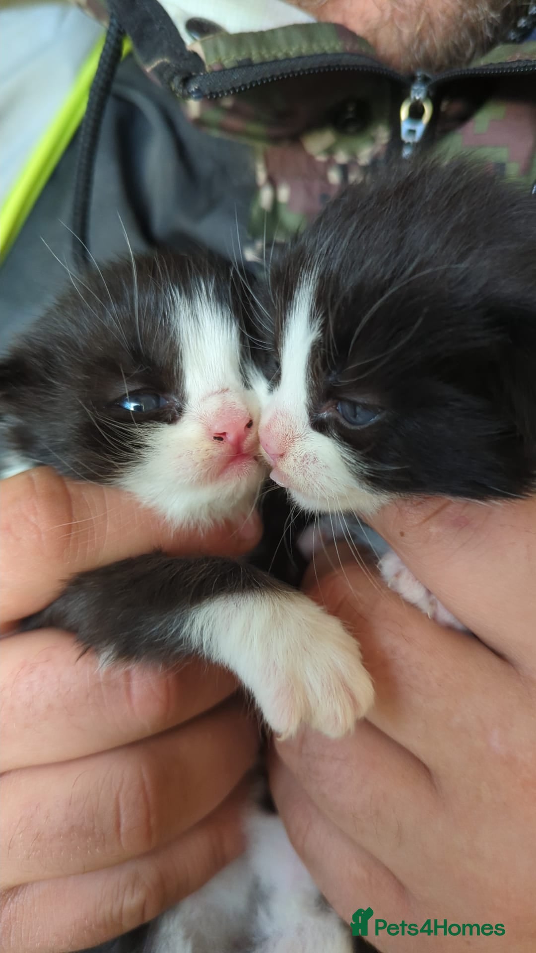 Mixed Breed cats for sale: Kittens - Image 1