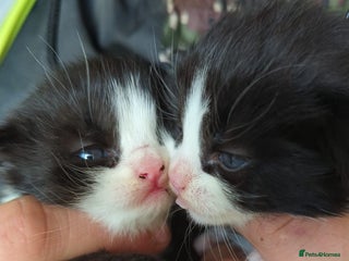 Mixed Breed cats - Advert 35